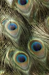 peacock 1